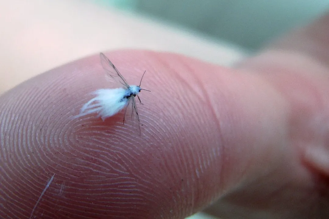 Woolly Aphids Evolution