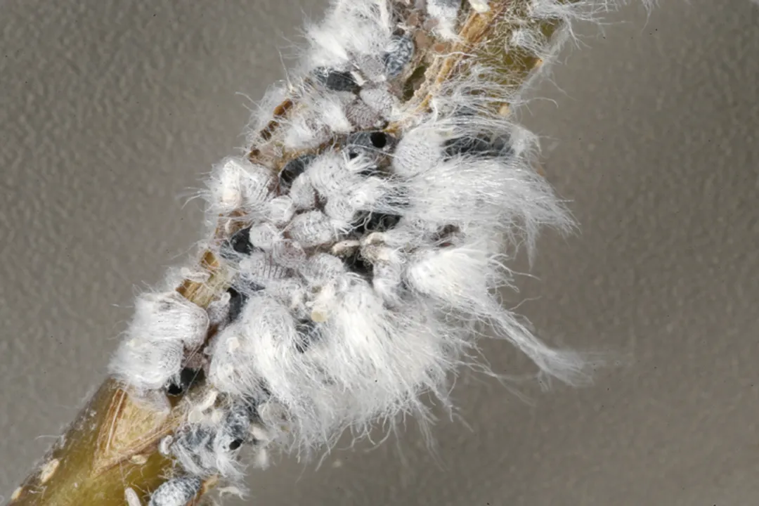Woolly Aphids Evolution, Fuzzy Appearance