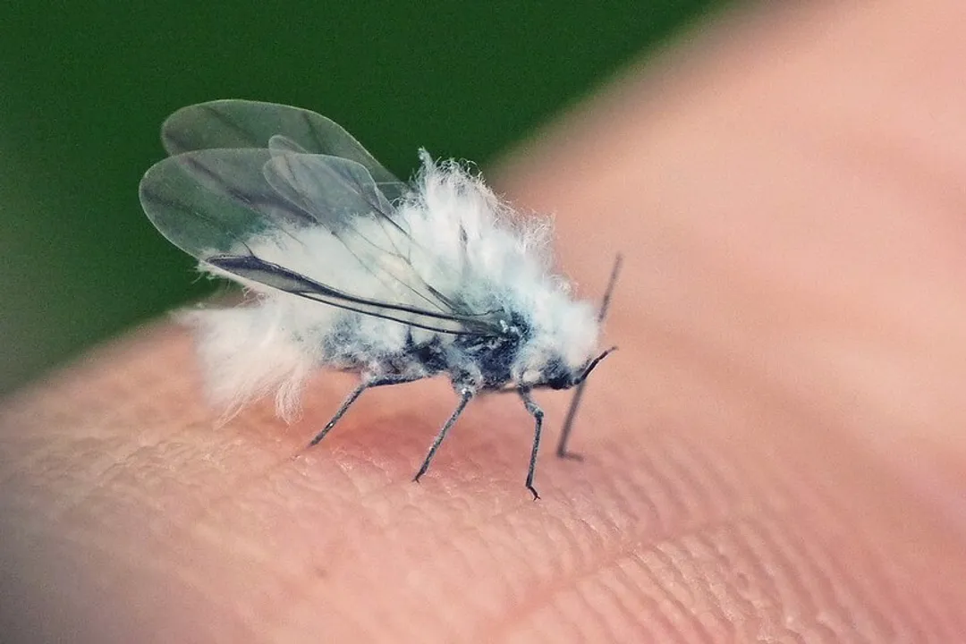 Woolly Aphids Facts, Plant Damage