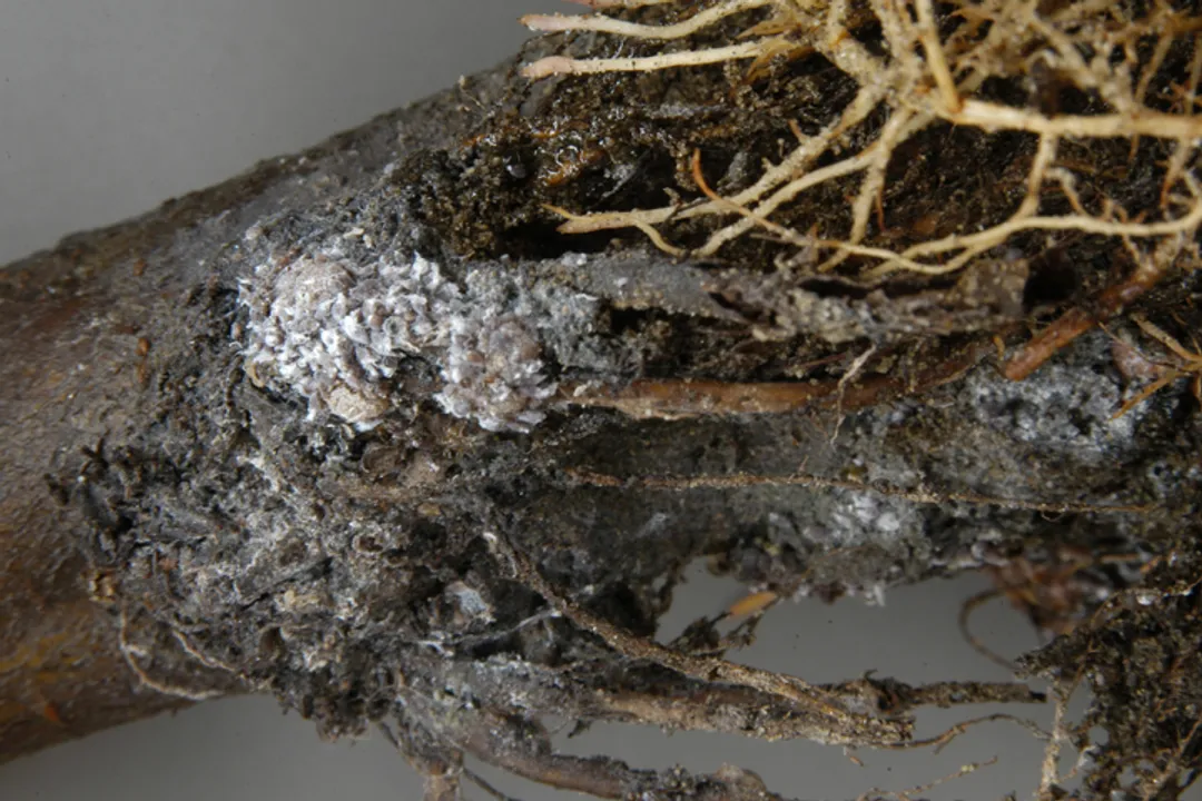 Woolly Aphids Physical Characteristics, Identification Nuances