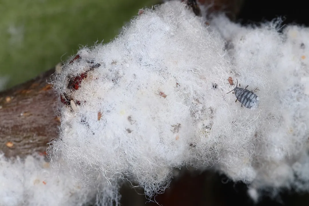 Woolly Aphids Scientific Classification