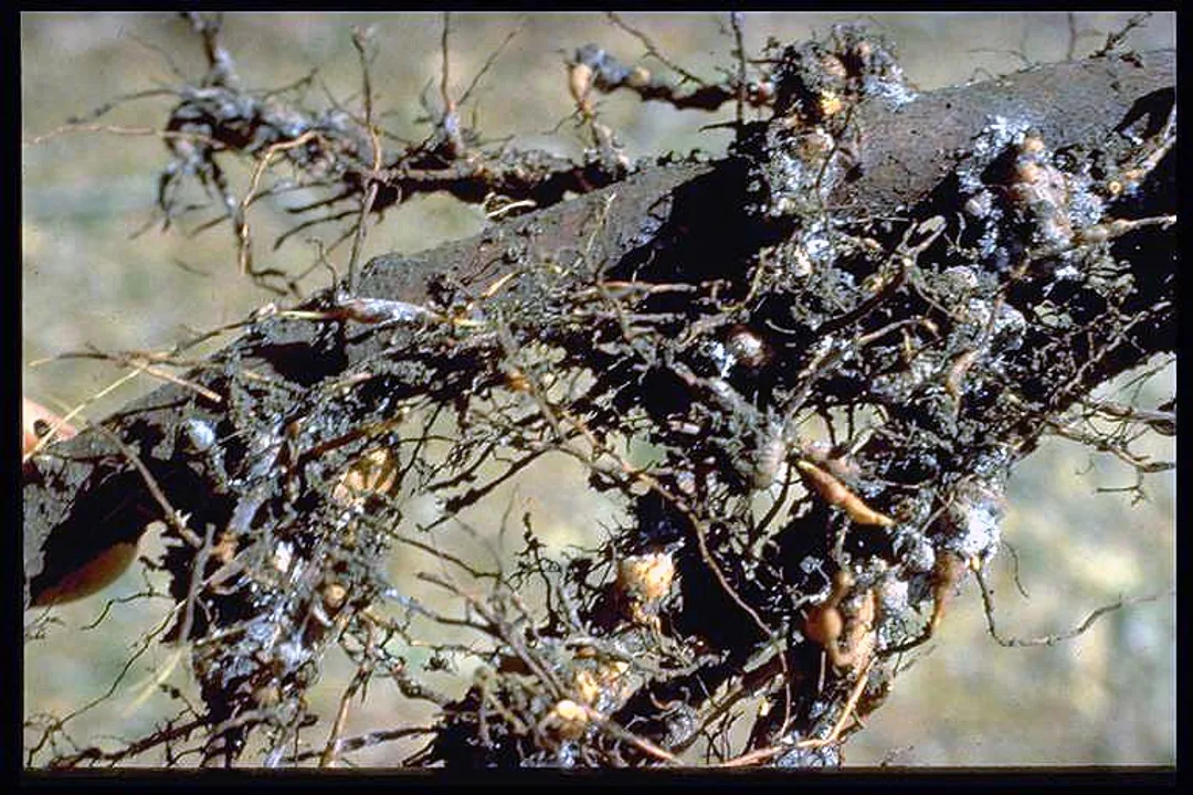 Woolly Aphids Scientific Classification, Kingdom Animalia