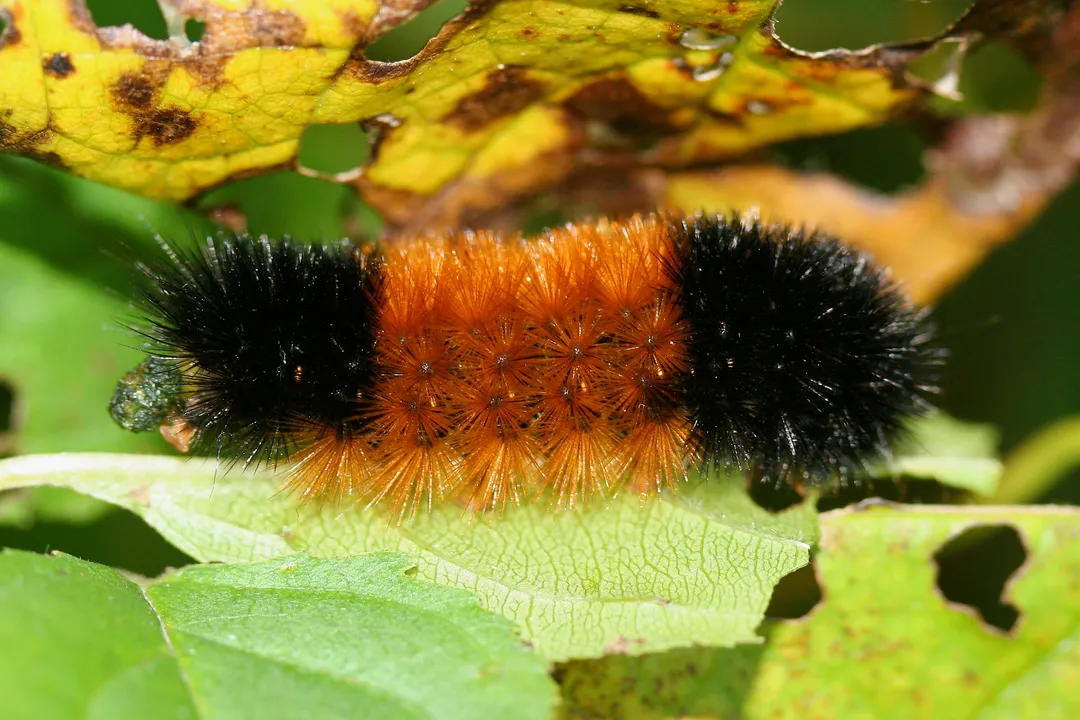 Woolly Bear Caterpillar Evolution, Fuzzy Identity
