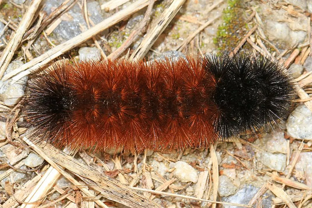 Woolly Bear Caterpillar Evolution