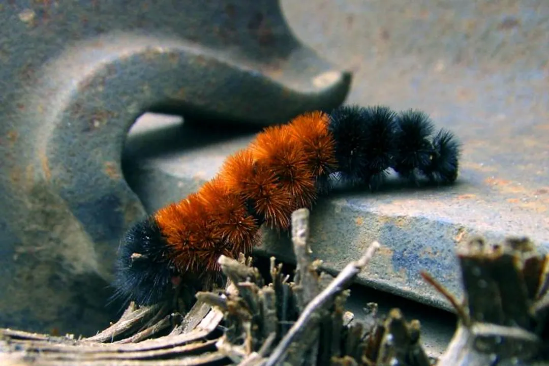 Woolly Bear Caterpillar Facts, Surviving Winter