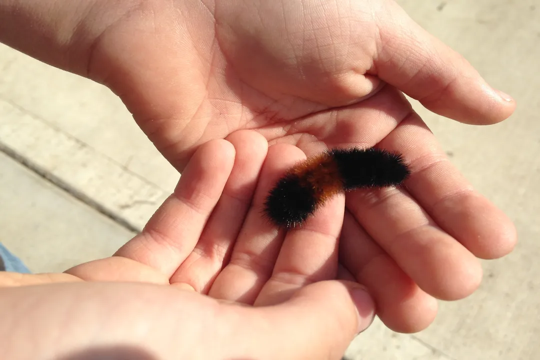 Woolly Bear Caterpillar Locations, Geographic Range