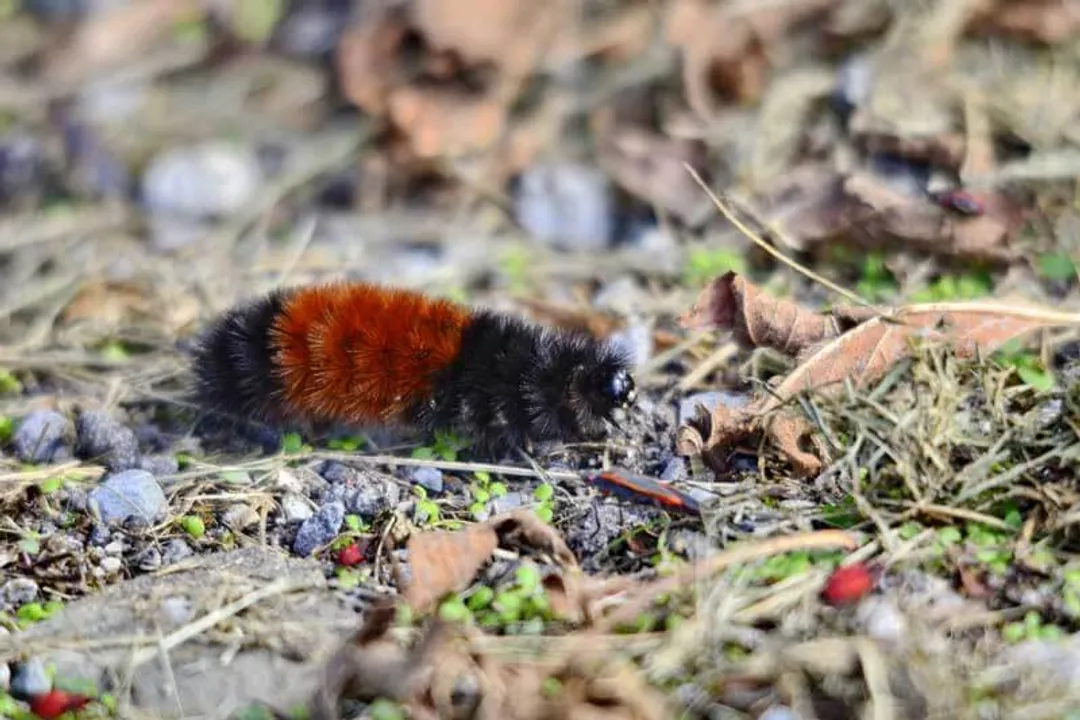 Woolly Bear Caterpillar Physical Characteristics, Fuzzy Covering