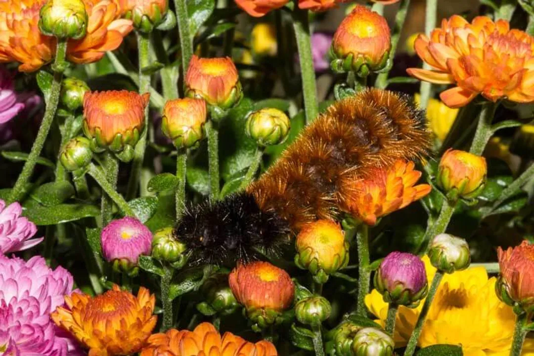 Woolly Bear Caterpillar Physical Characteristics, Size and Structure