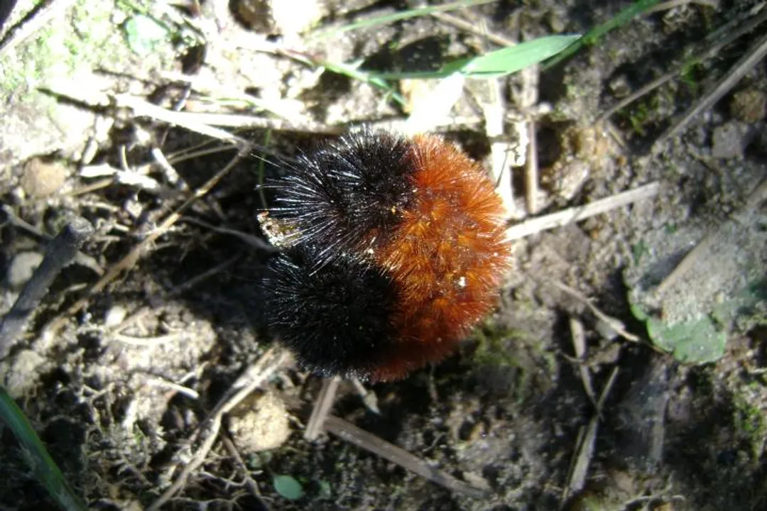 Woolly Bear Caterpillar Physical Characteristics, Metamorphosis Appearance