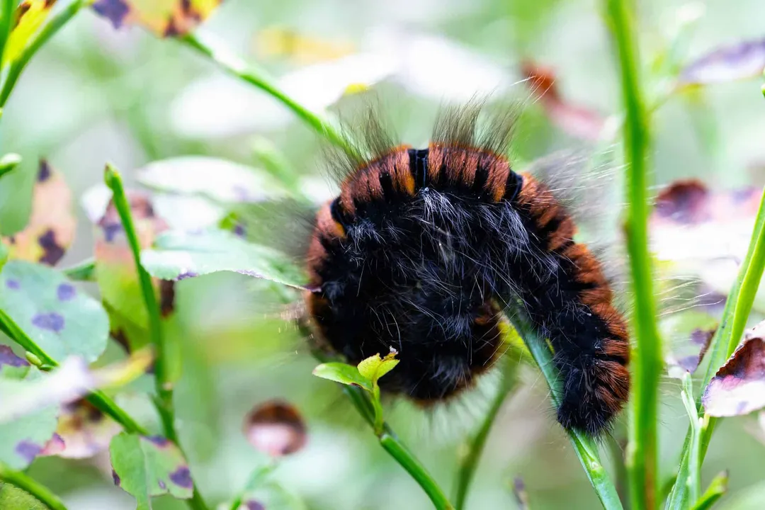 Woolly Bear Caterpillar Scientific Classification