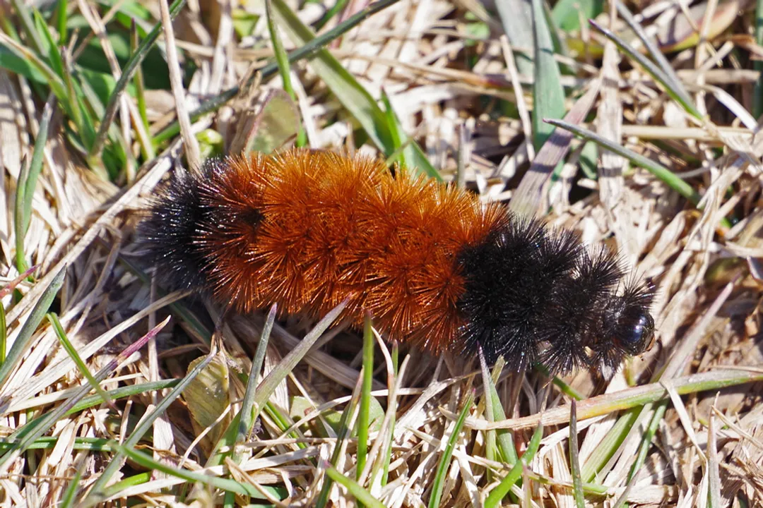 Woolly Bear Caterpillar Scientific Classification, Genus Species Specifics