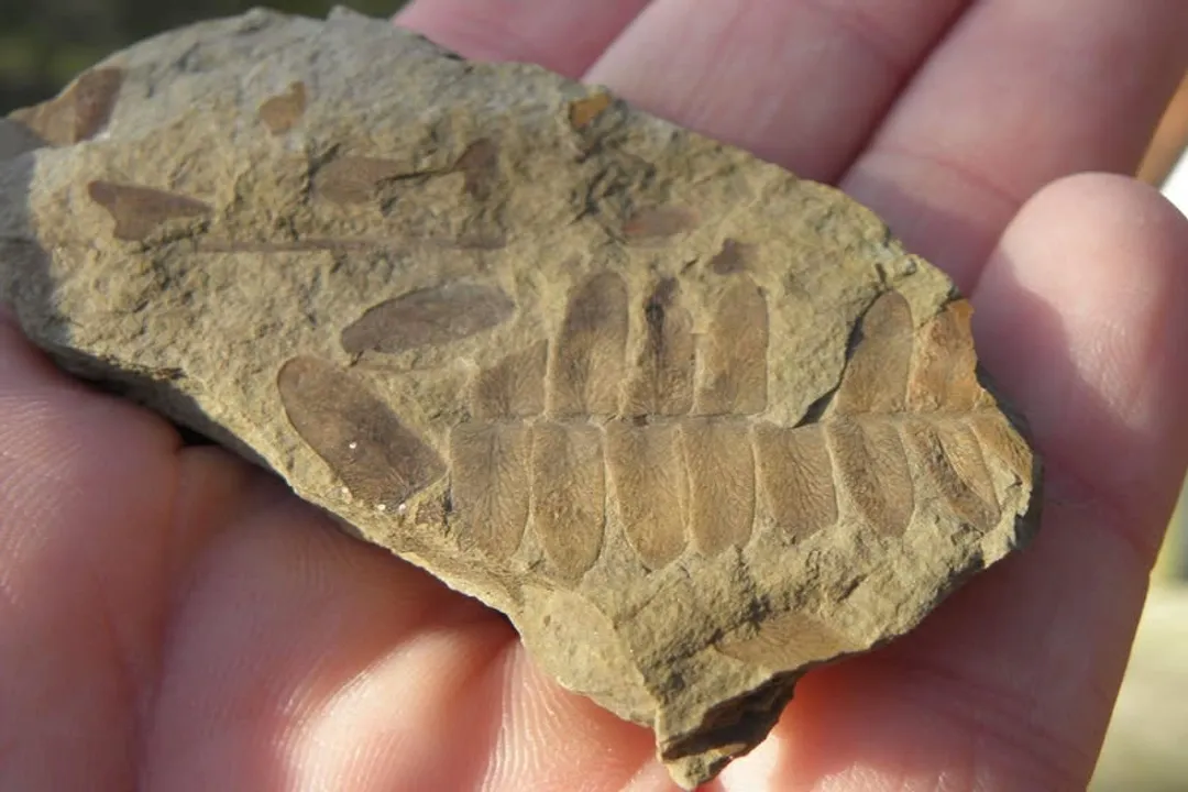 Woolly Mammoth Diet, DNA Proof