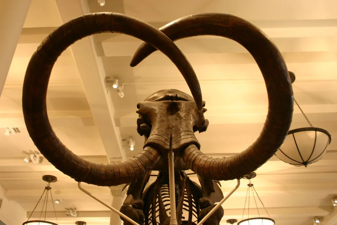 Woolly Mammoth Facts