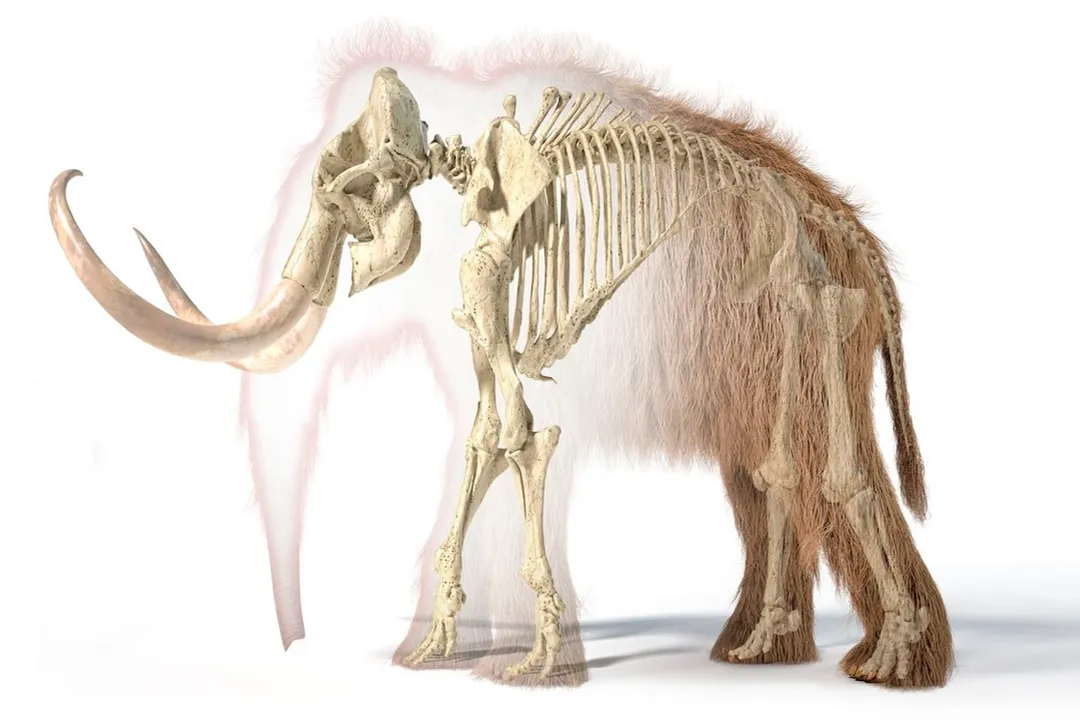 Woolly Mammoth Facts, Giant Appearance