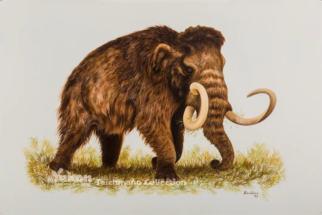 Woolly Mammoth Locations