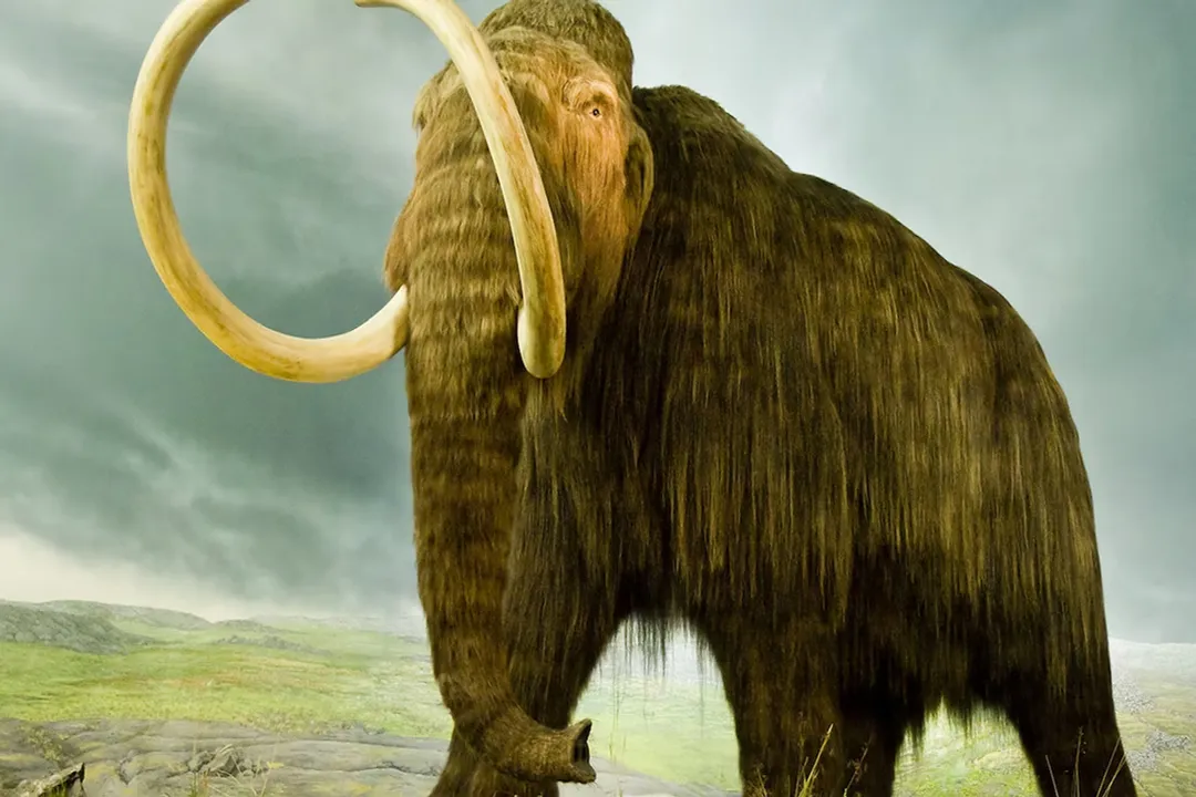 Woolly Mammoth Physical Characteristics, Thick Covering