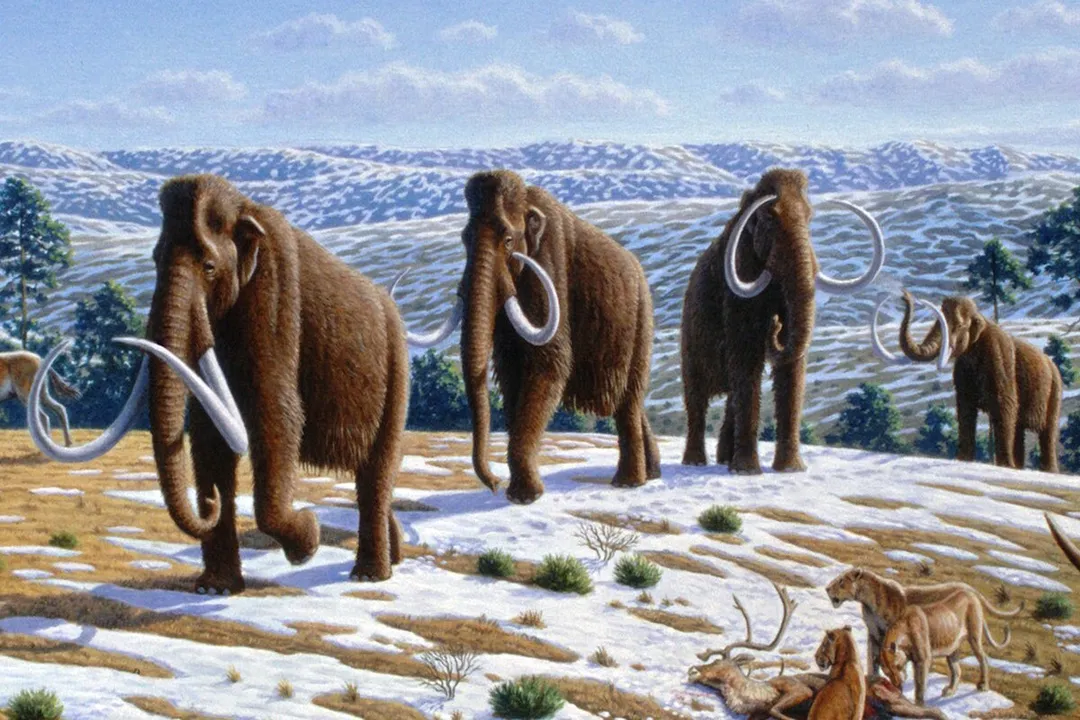 Woolly Mammoth Scientific Classification, Class Mammalia