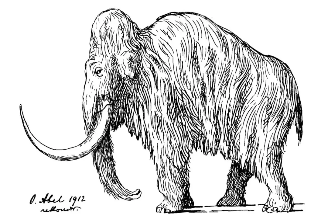 Woolly Mammoth Scientific Classification