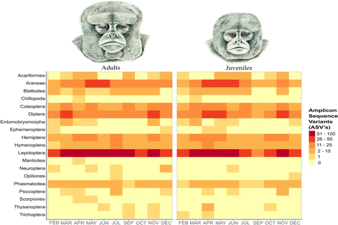 Woolly Monkey Diet, Primary Foods