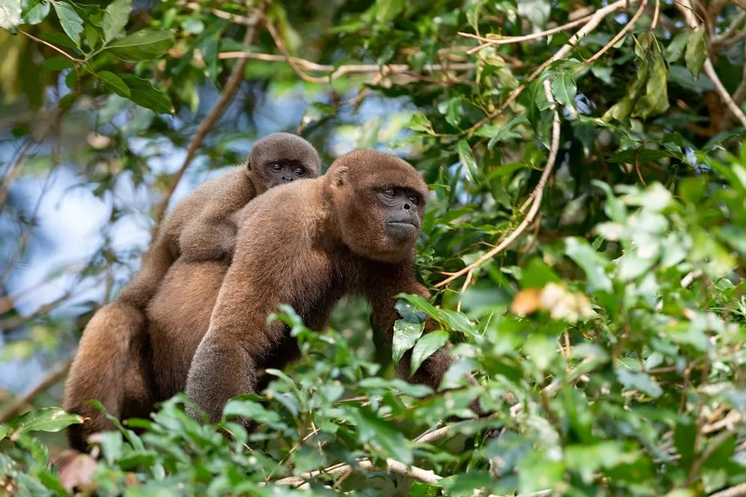 Woolly Monkey Diet, Insect Consumption