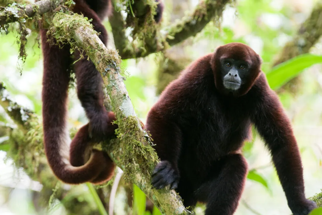 Woolly Monkey Evolution, Genus Divergence
