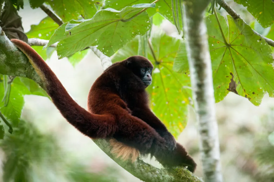 Woolly Monkey Evolution, Platyrrhine Origins