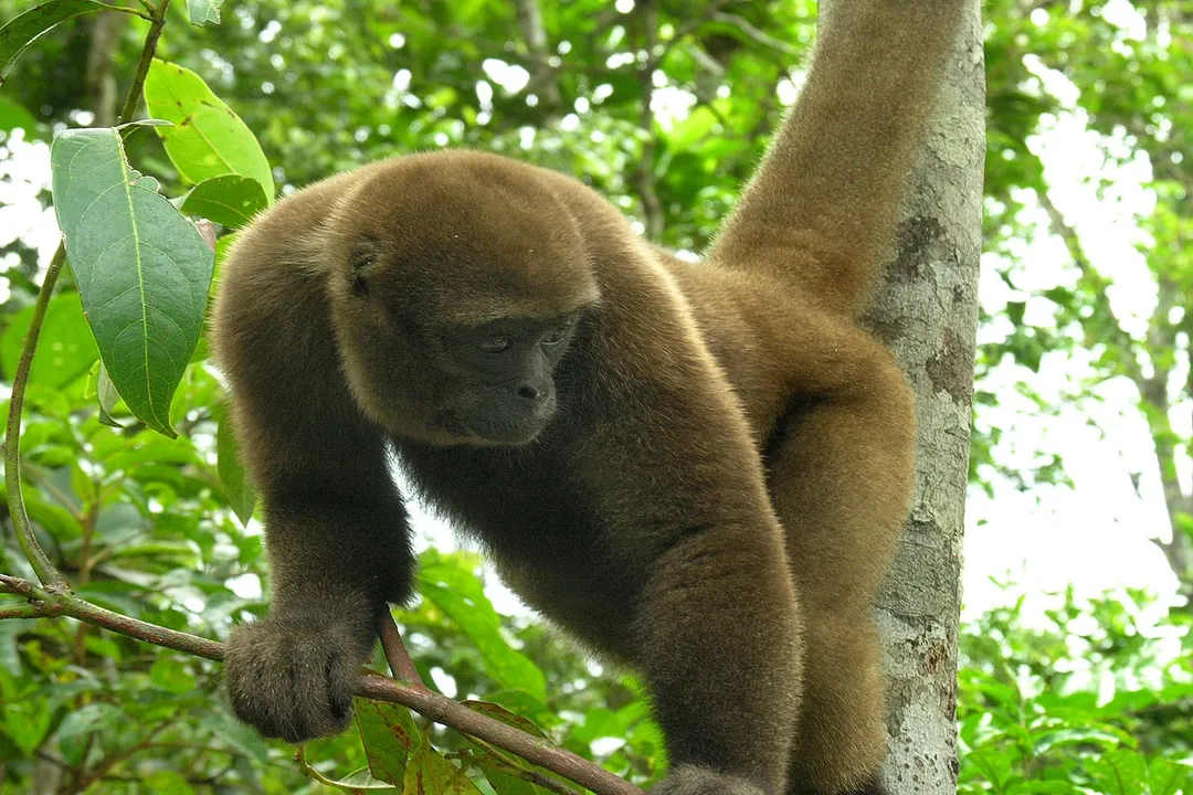 Woolly Monkey Facts