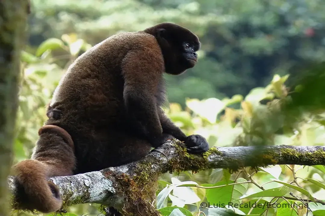 Woolly Monkey Facts, Shaggy Appearance