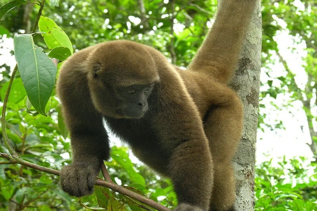 Woolly Monkey Scientific Classification