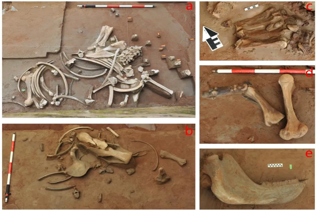 Woolly Rhinoceros Evolution, Naming and Form**