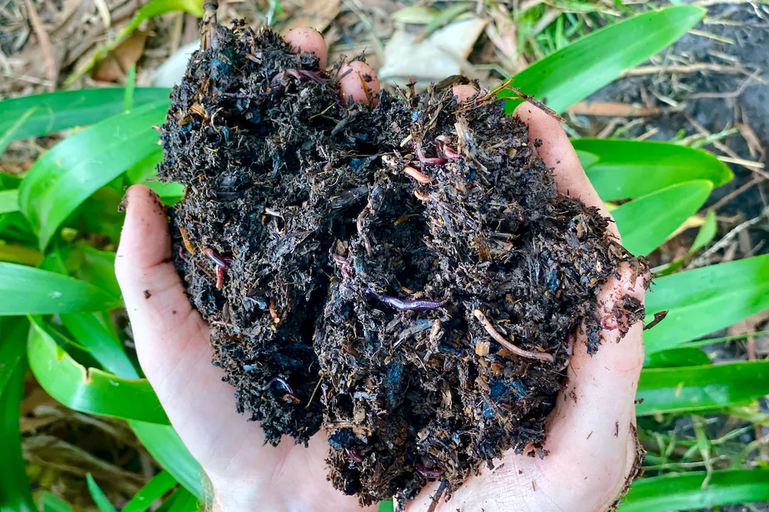 Worm Facts, Survival and Environment