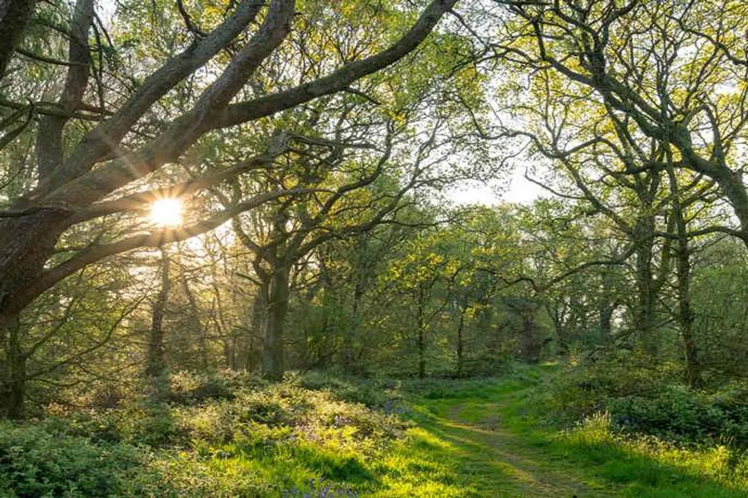 Worm Facts, Ecological Impact