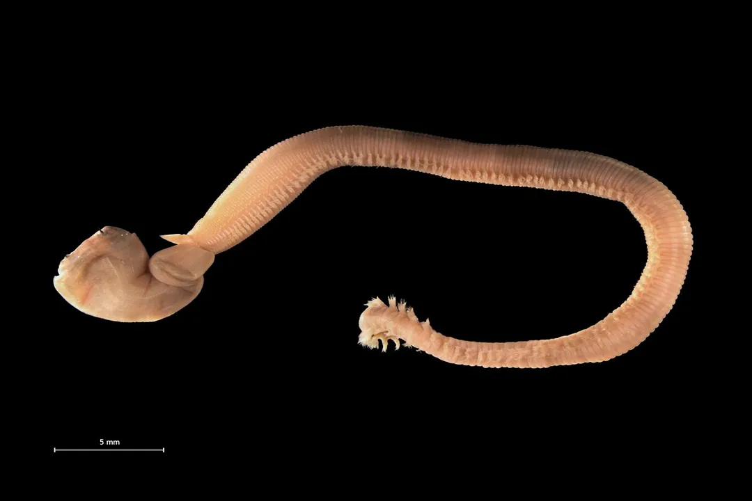 Worm Scientific Classification