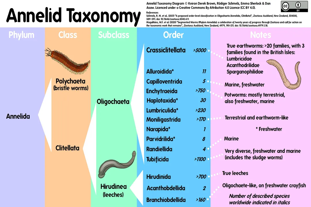 Worm Scientific Classification, Broad Groupings