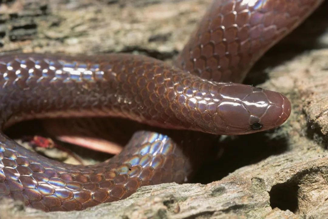 Worm Snake Diet, Feeding Behavior