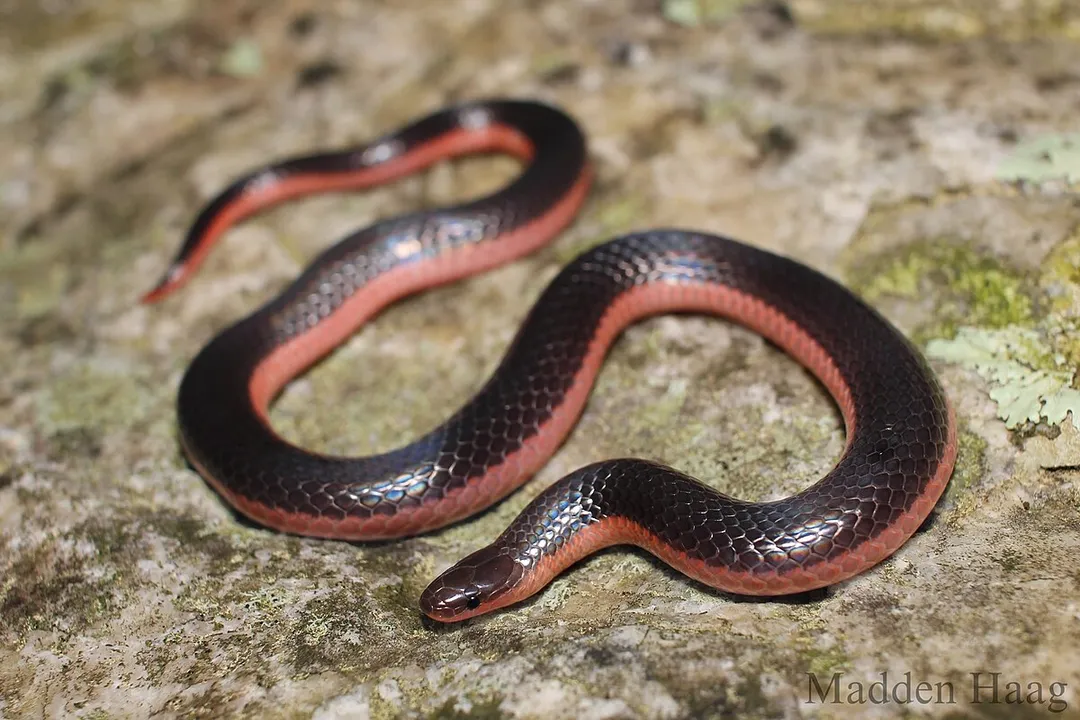 Worm Snake Diet, Foraging Habitat