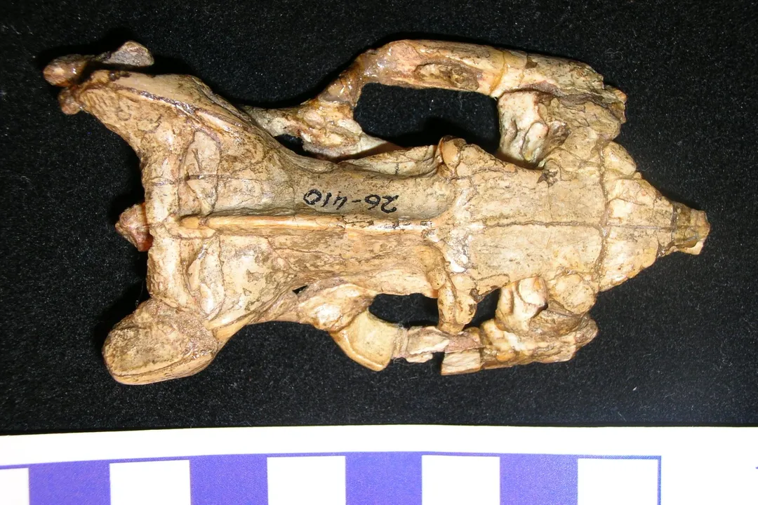 Worm Snake Evolution, Specialized Form