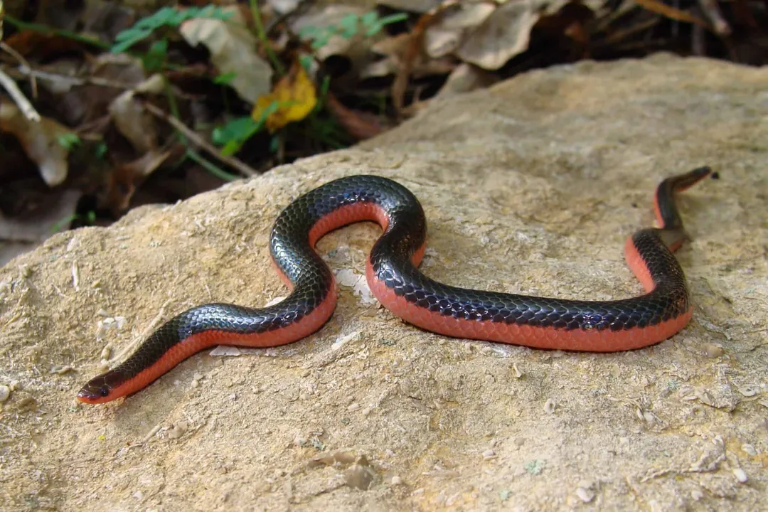 Worm Snake Evolution