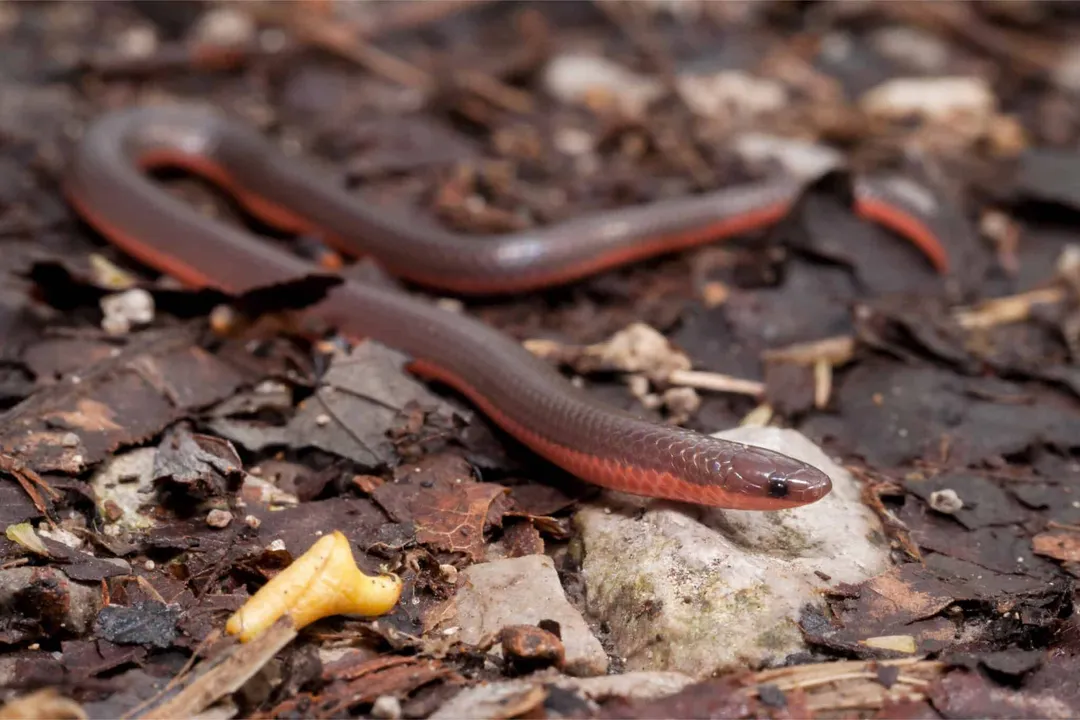Worm Snake Facts, Burrow Life