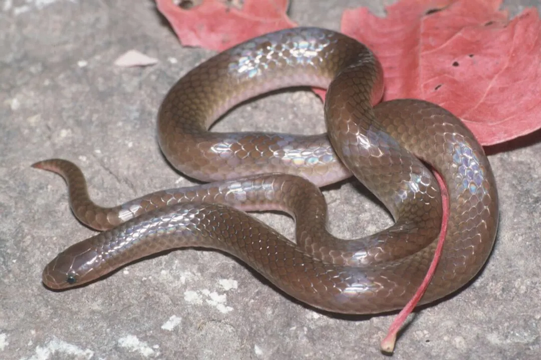 Worm Snake Facts, Range Split