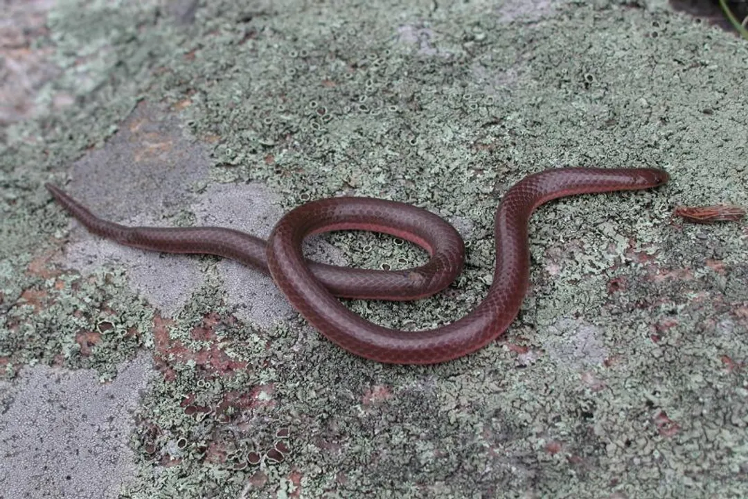 Worm Snake Scientific Classification, Snake Family