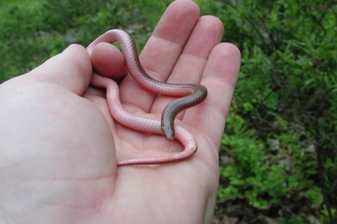 Worm Snake Scientific Classification, Reptilian Order