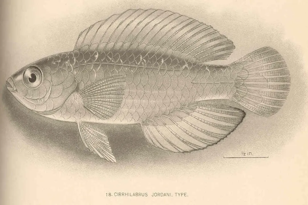 Wrasse Diet, General Profile