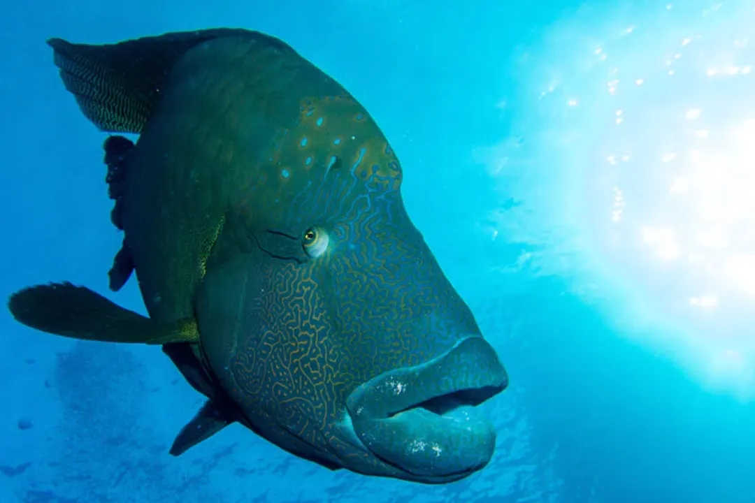 Wrasse Facts, Diurnal Life and Ecological Roles