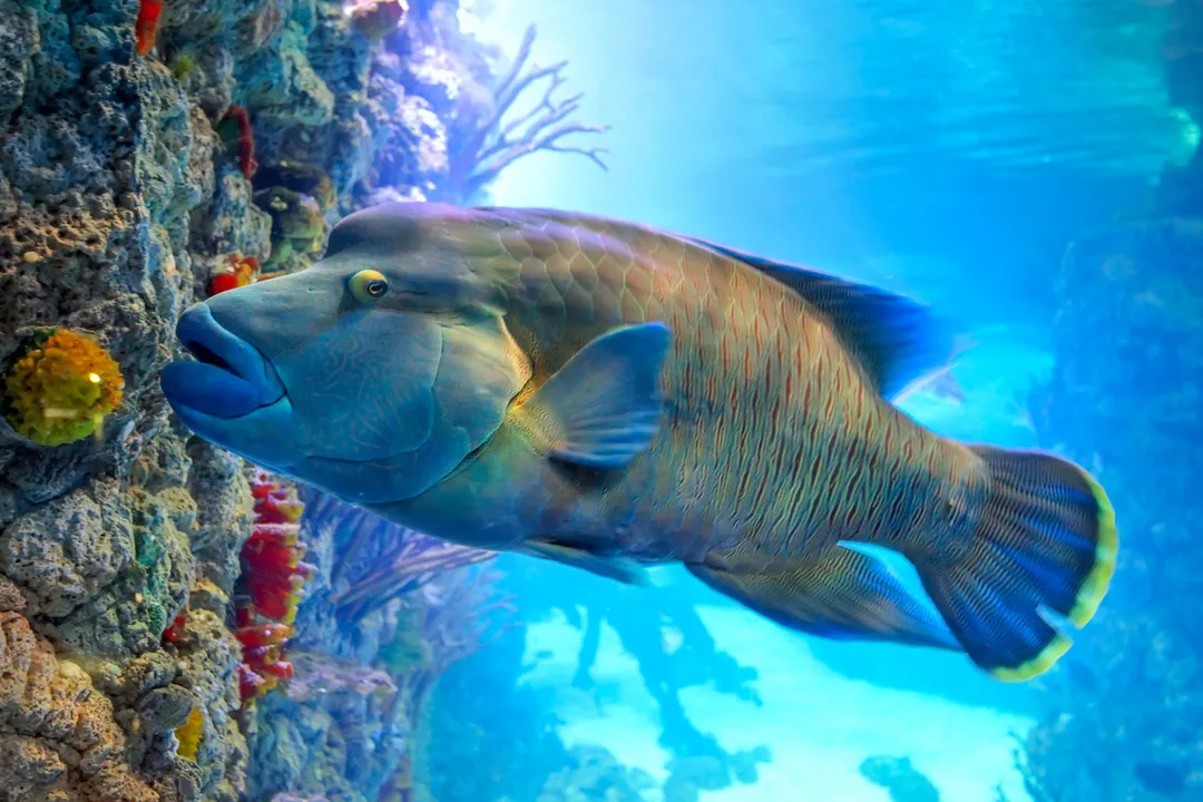 Wrasse Facts, A Vast Family