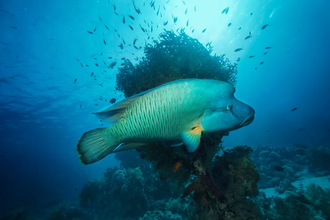 Wrasse Facts, Physical Traits and Movement