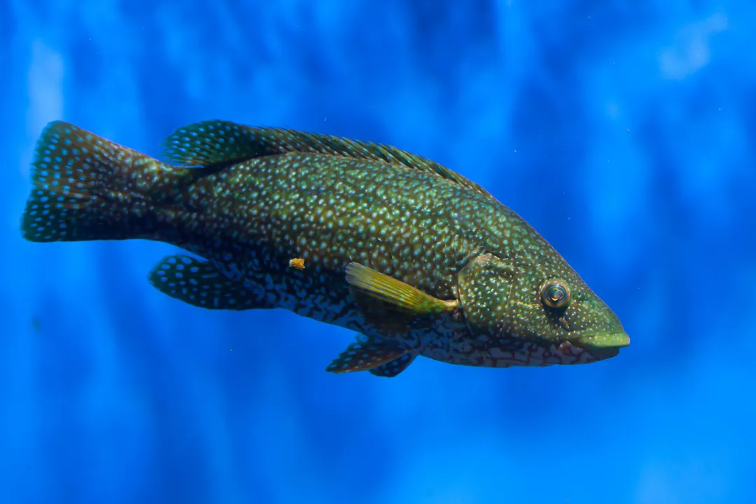 Wrasse Facts