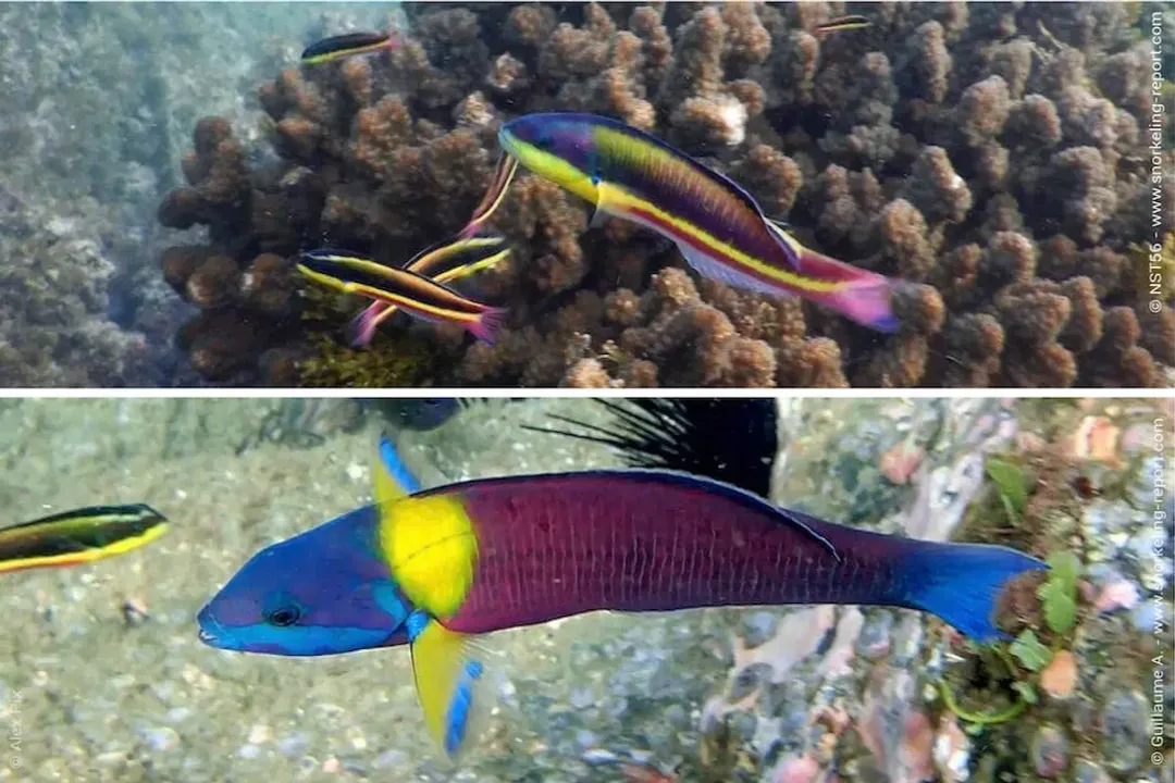 Wrasse Locations, Reef Dependence