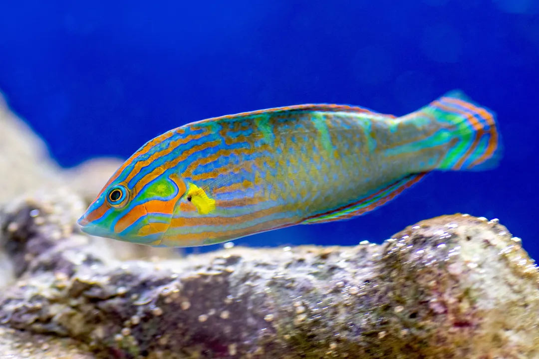 Wrasse Locations
