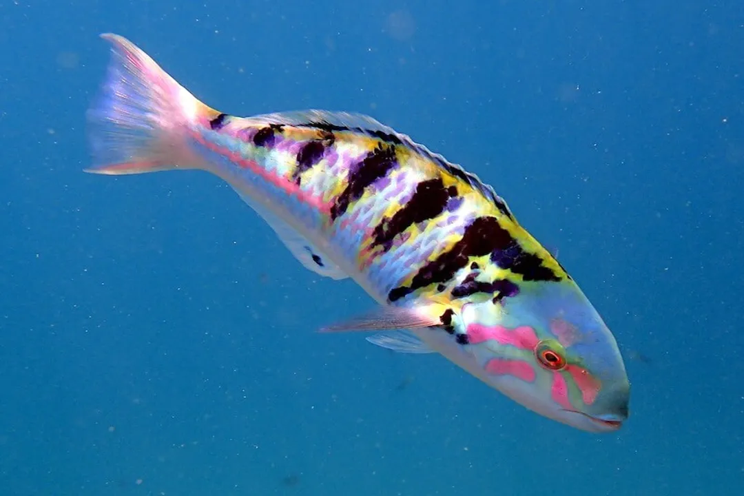 Wrasse Locations, Unusual Sightings